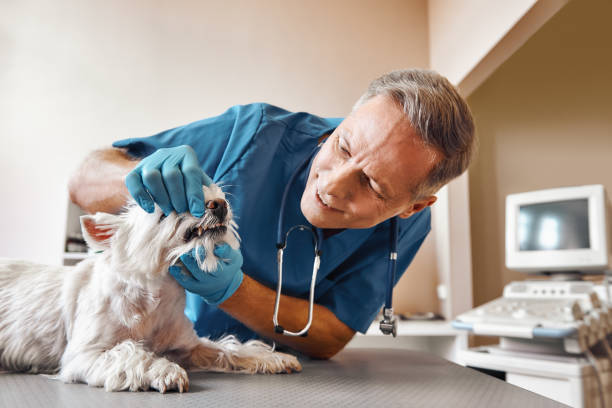  Nogales, AZ Emergency Dentist Pros